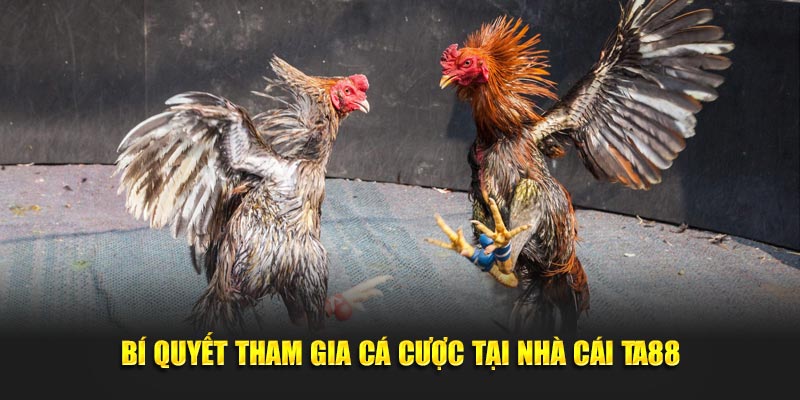 Bí quyết tham gia cá cược tại nhà cái Ta88