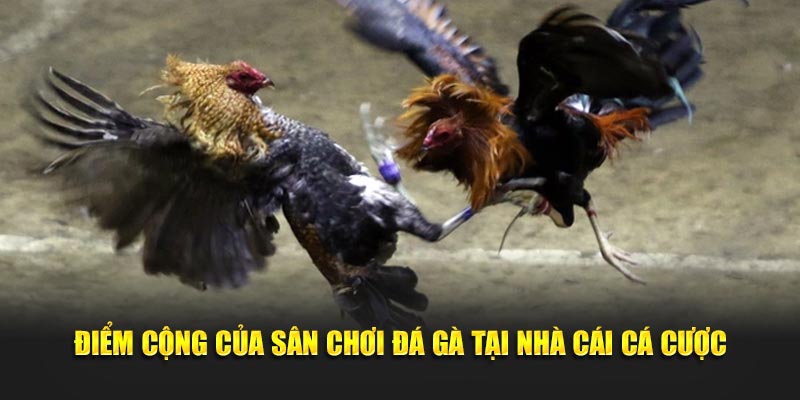 Điểm cộng của sân chơi đá gà tại nhà cái cá cược