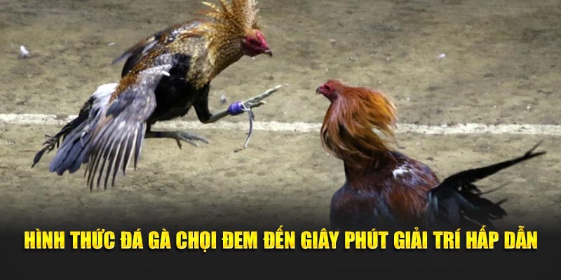 Hình thức đá gà chọi đem đến giây phút giải trí hấp dẫn