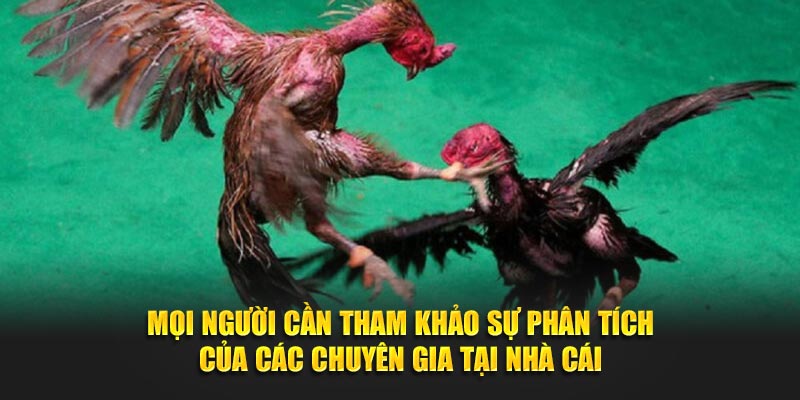 Mọi người cần tham khảo sự phân tích của các chuyên gia tại nhà cái