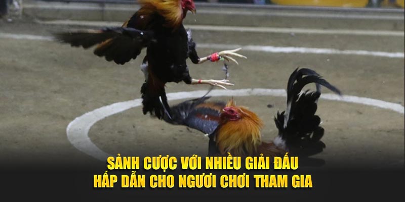 Sảnh cược với nhiều giải đấu hấp dẫn cho người chơi tham gia