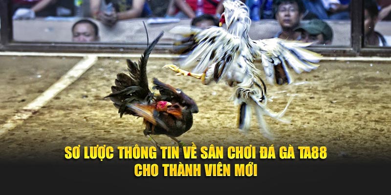 Sơ lược thông tin về sân chơi đá gà Ta88 cho thành viên mới