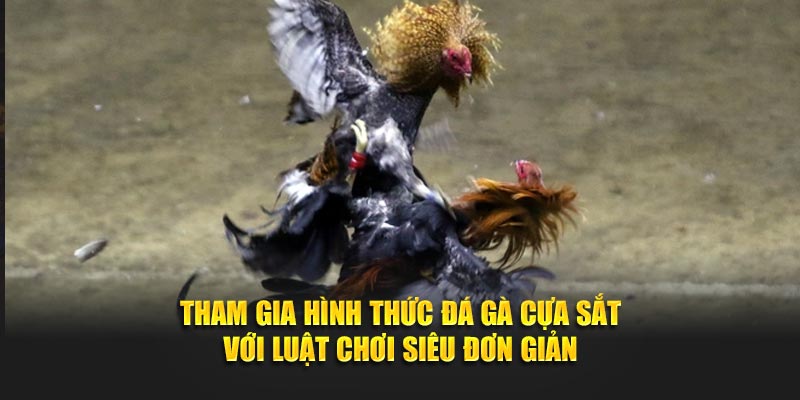 Tham gia hình thức đá gà cựa sắt với luật chơi siêu đơn giản